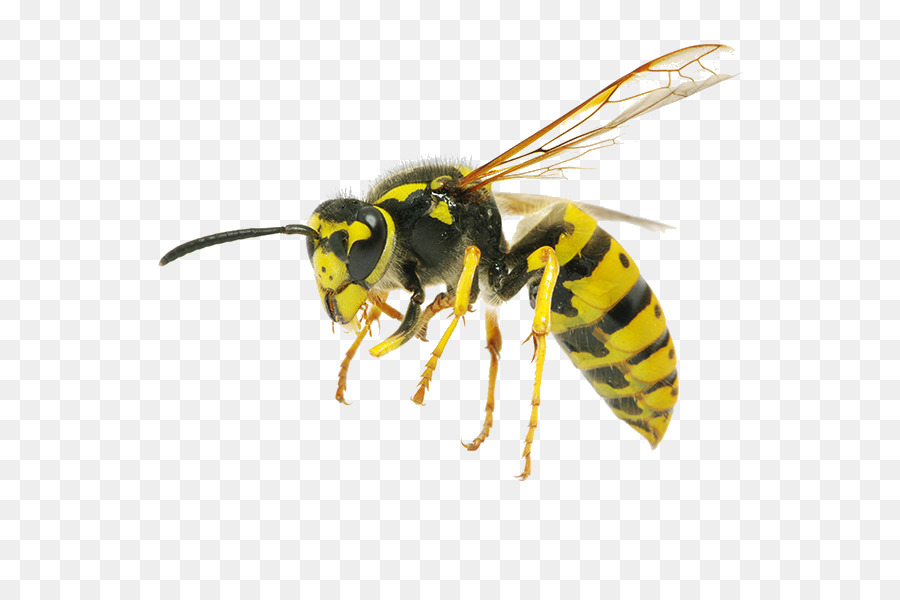 Hornet Bee Côn Trùng Wasp Kiểm Soát - con ong