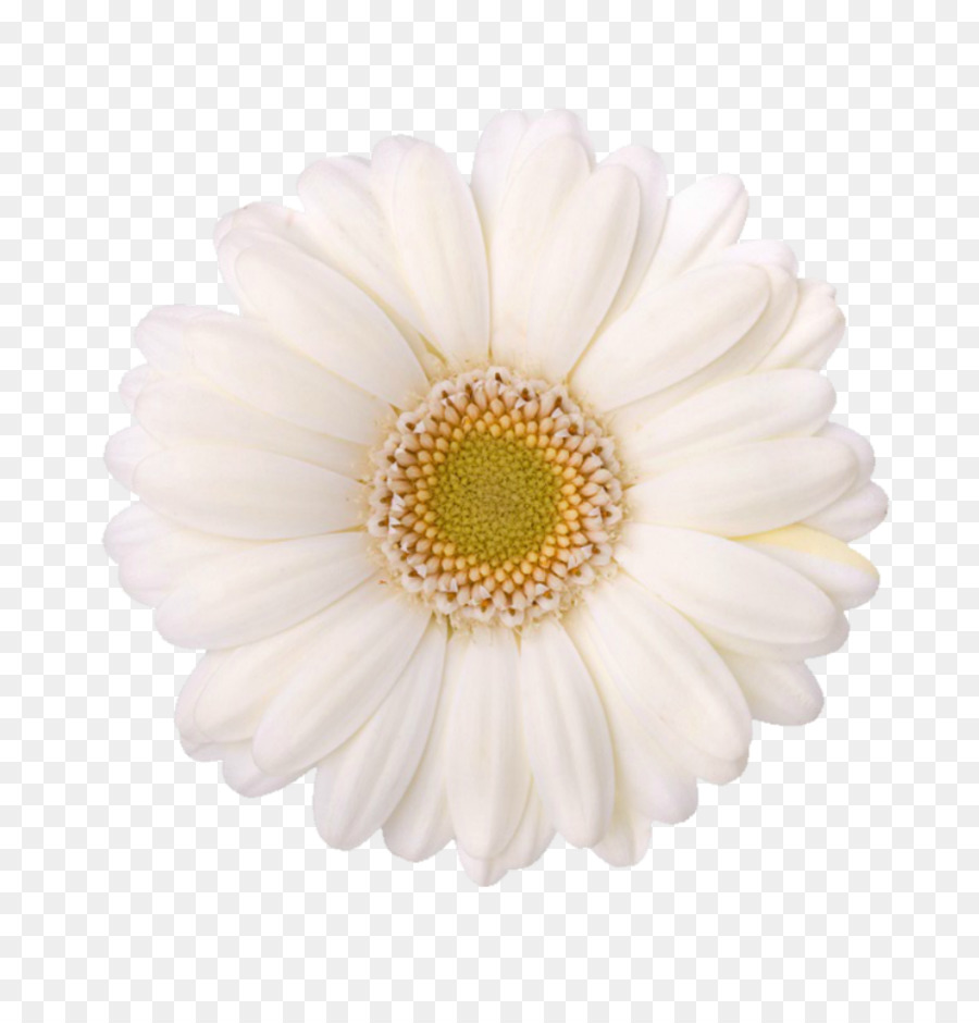 Chrysantheme Kinderbetreuung Margerite daisy Transvaal daisy Pre-kindergarten - Margarita