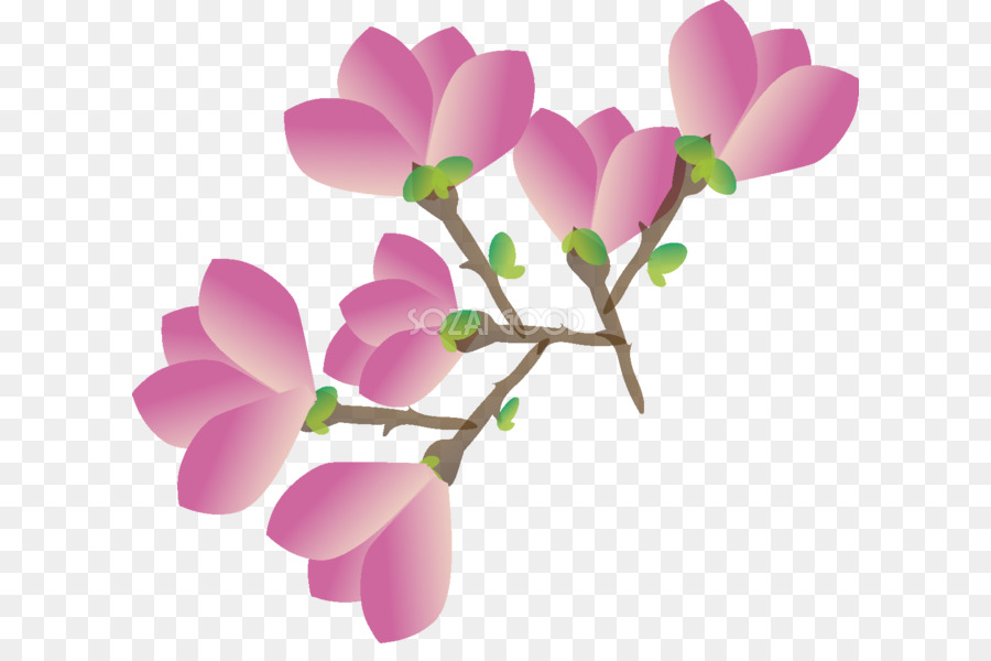 Magnolia liliiflora Blume Illustration Yulan Magnolie - Blume
