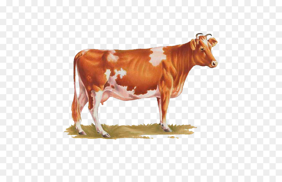 Milchkühe, Ayrshire Rinder Kalb Texas Longhorn Bull - Bull