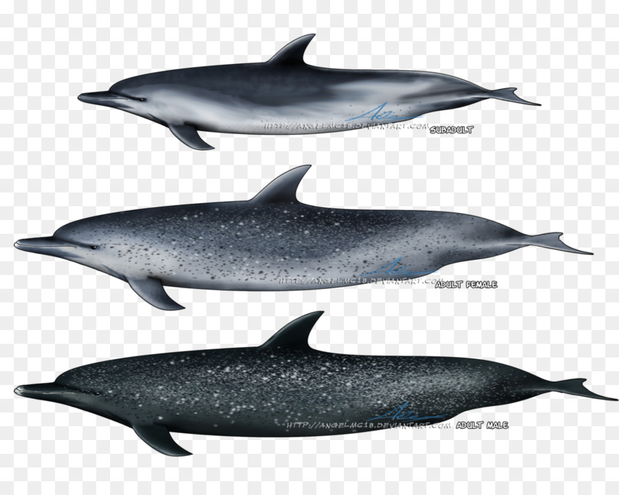 Spinner dolphin Gestreift dolphin Common bottlenose dolphin Short-beaked common dolphin Rough-toothed dolphin - Delphin