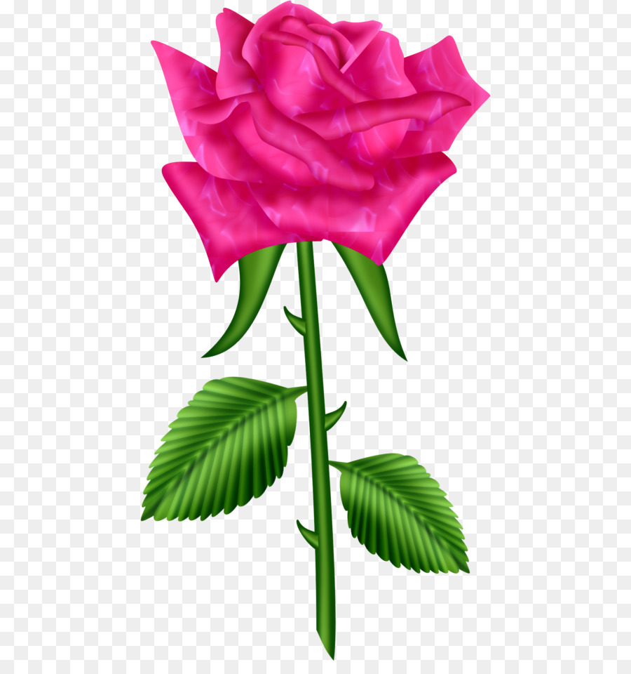 Garten Rosen Portable Network Graphics Clip art Bild Tea rose - Floribunda