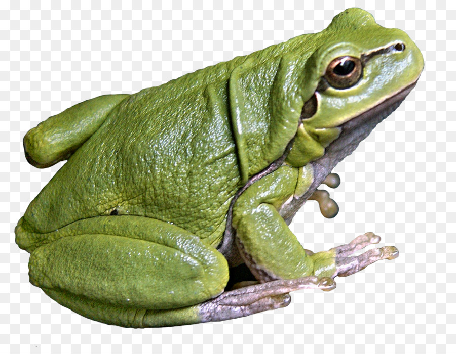 American bullfrog Commestibili rana rana Anfibio - rana