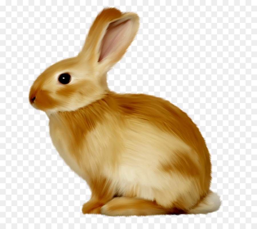 Heimische Kaninchen europäischen Kaninchen Osterhase clipart - Kaninchen