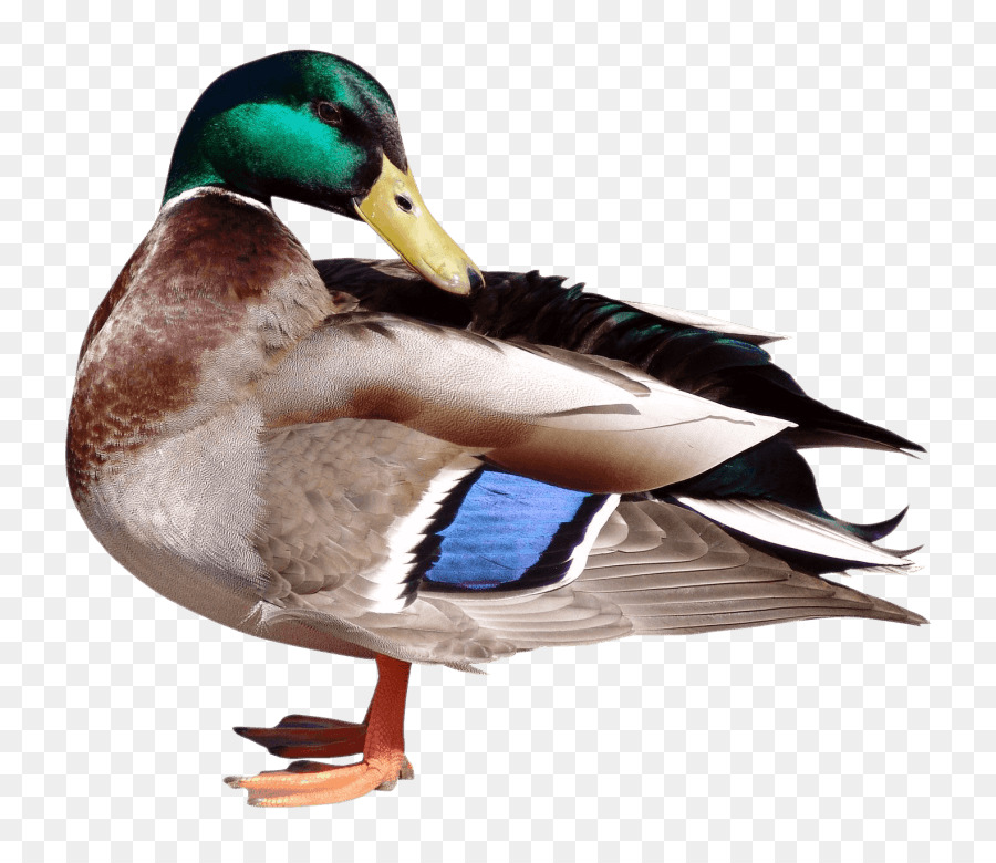Mallard Duck Portable Network Graphics clipart-Bild - Ente