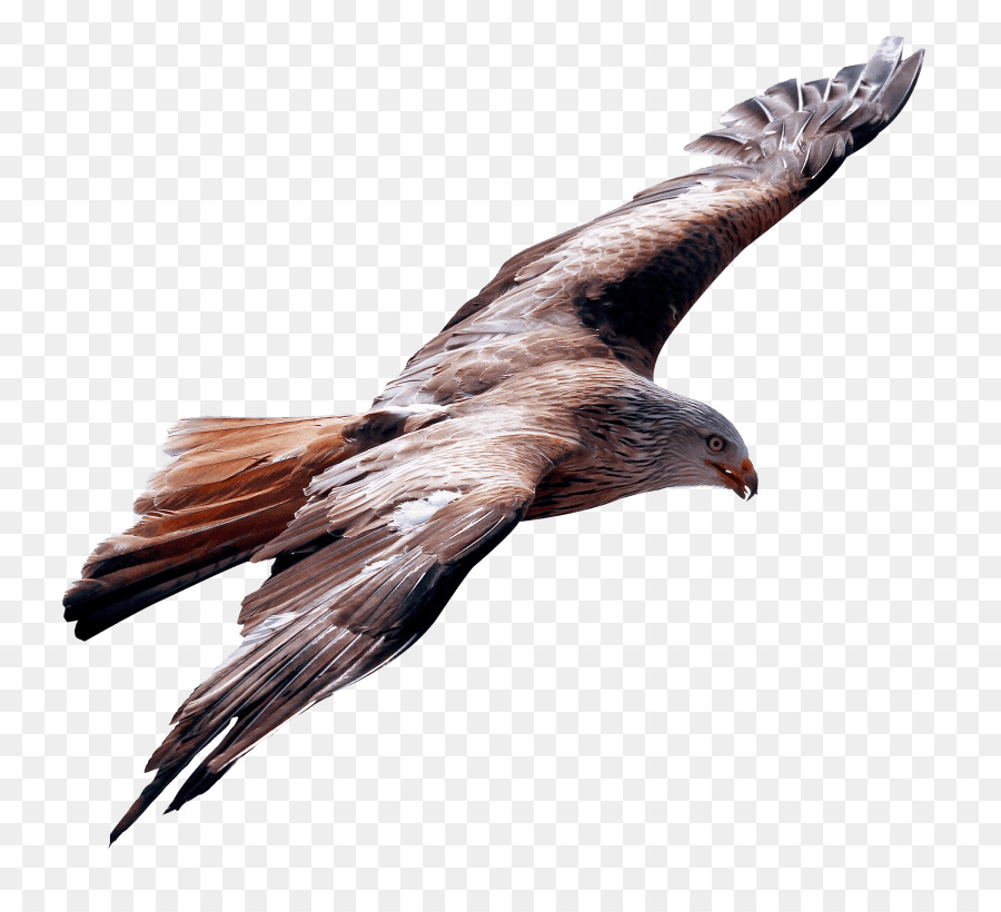 Weißkopfseeadler Portable Network Graphics Flug Vogel - Adler