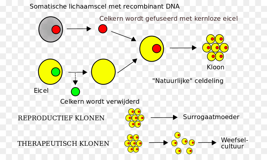 Das Klonen von Menschen Somatic cell nuclear transfer Stem cell DNA - Downy