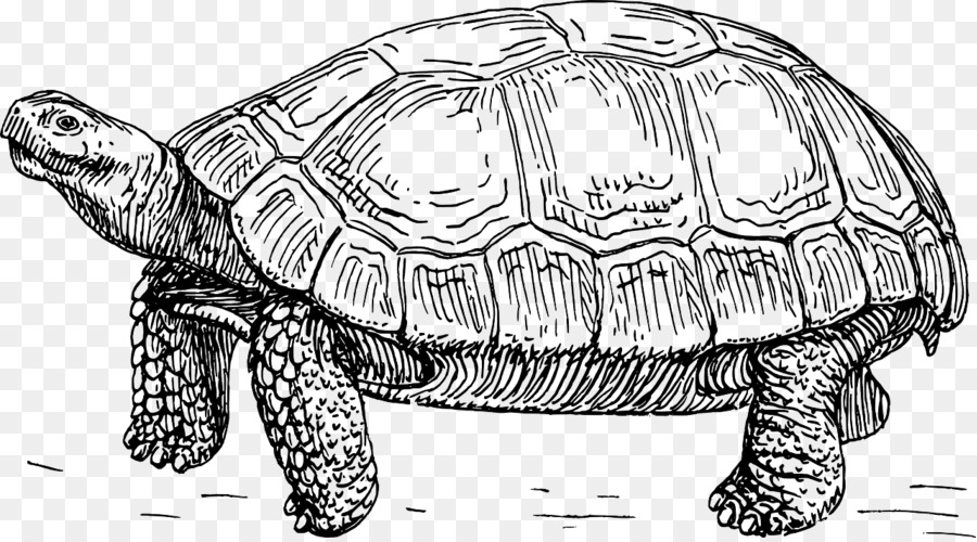 Con rùa con Rùa nghệ thuật Clip Vẽ sơ Đồ - rùa 1280*706 minh bạch ...