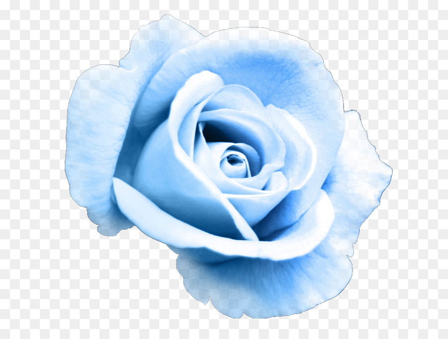 Giardino di rose rosa Blu clipart Fiore - fiore