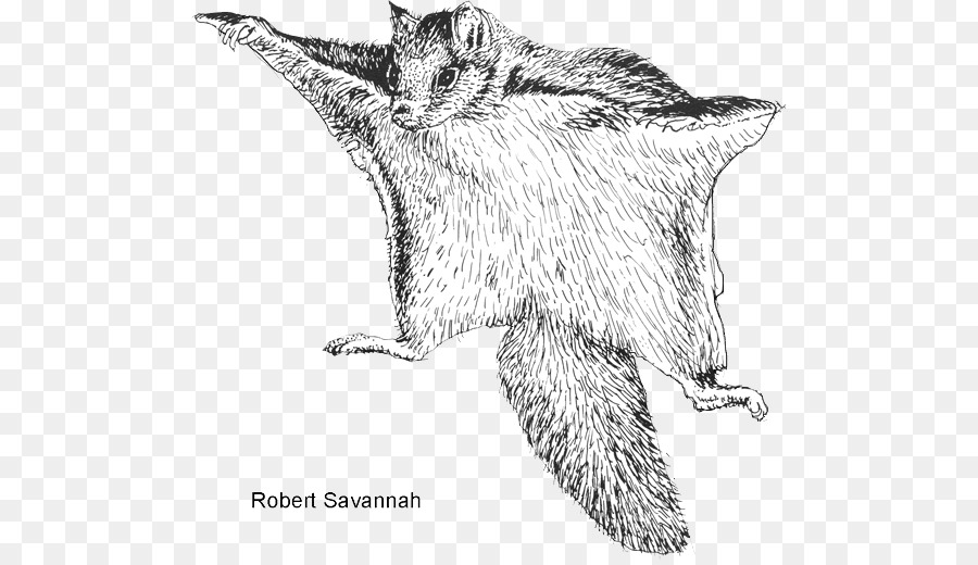 Nördlichen fliegende Eichhörnchen, Nagetier Bat - Eichhörnchen