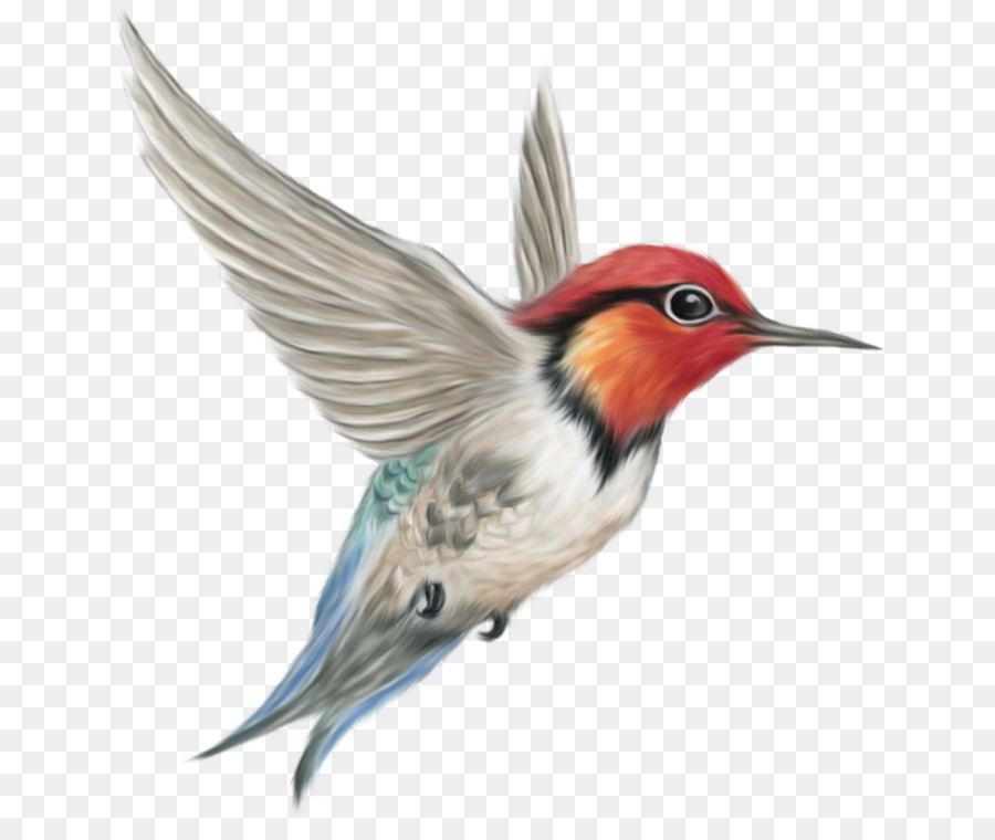 Hummingbird clipart Portable Network Graphics Finken - Vogel