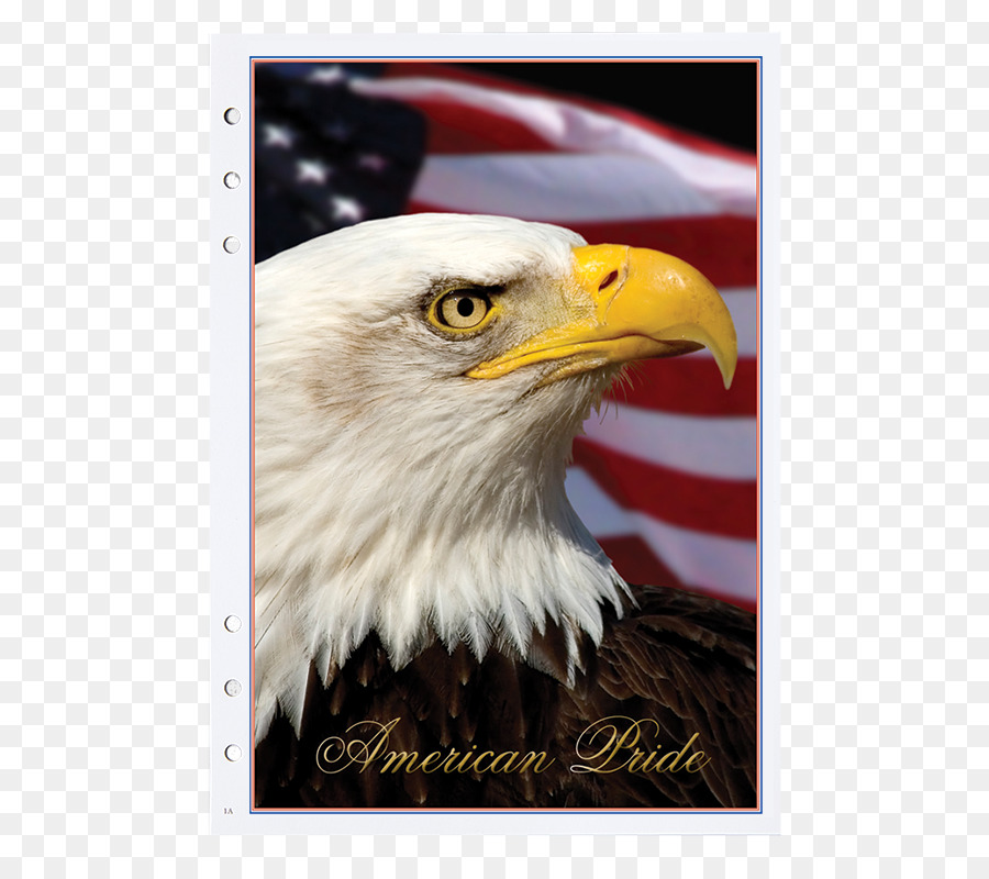Vereinigten Staaten von Amerika bald eagle stock.xchng Royalty-free Stock Fotografie - American Eagle