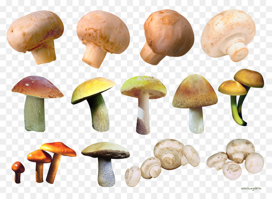 Gemeinsame Pilz Pilz Speisepilze Pfifferling-Bild - Ohrschnecken Pilze