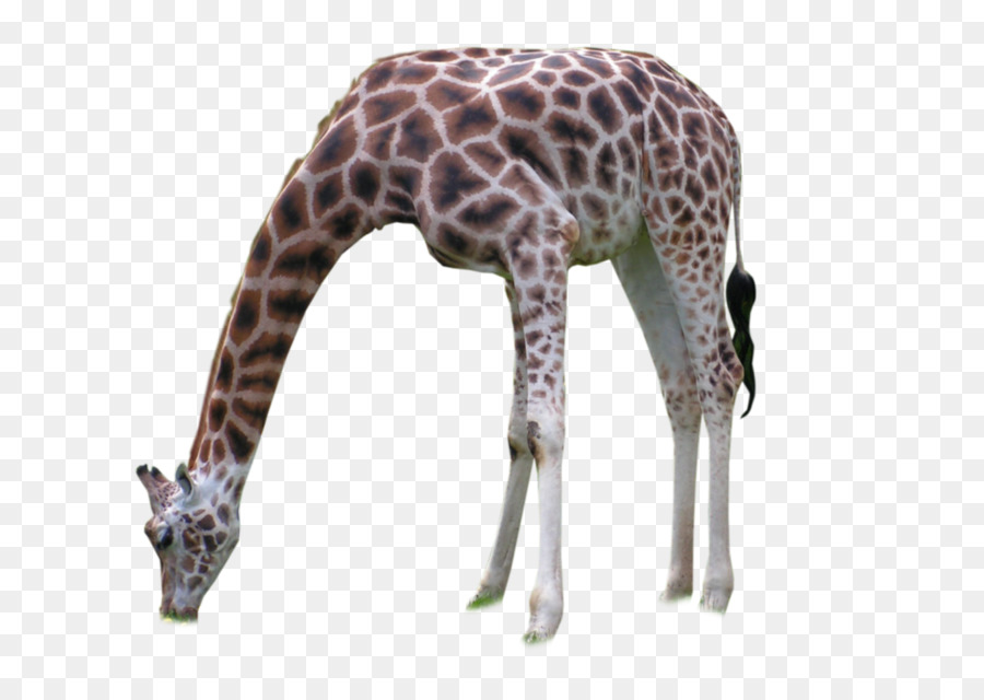 Giraffen Hals Wildlife Terrestrischen Tier - Giraffe