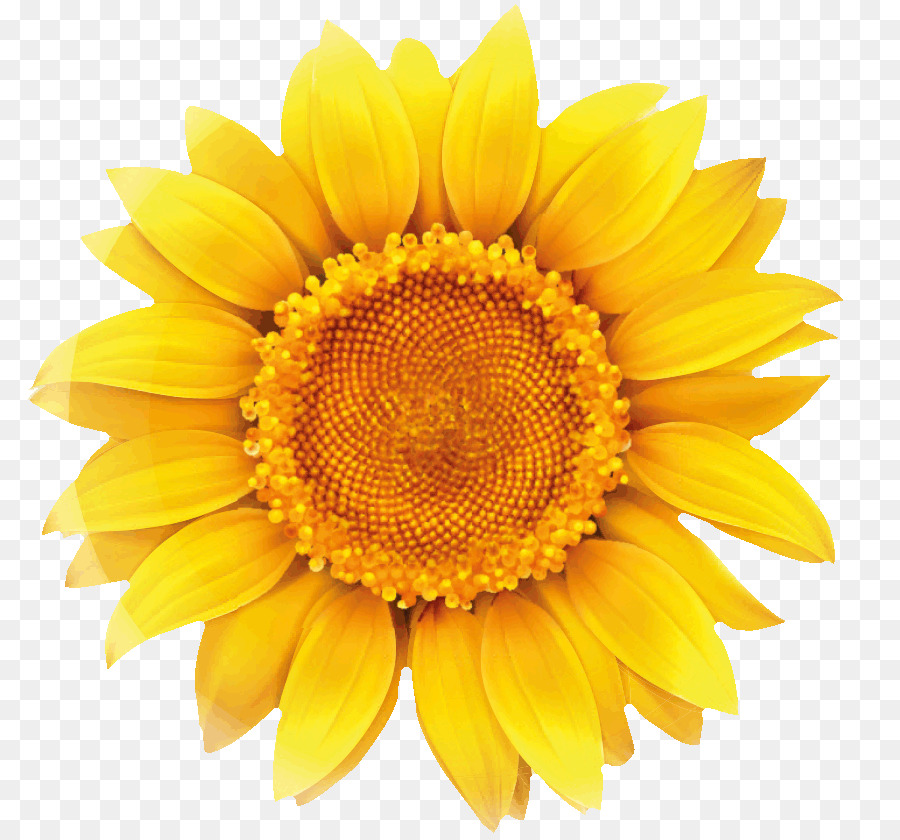 Gemeinsame Sonnenblume-clipart-Bild, Vektor-Grafiken Sonnenblumen - Chicorée