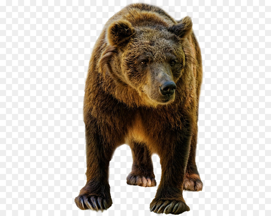 American black bear-Grizzly-bear-Bear-spray-Kamtschatka-Braunbär - tragen