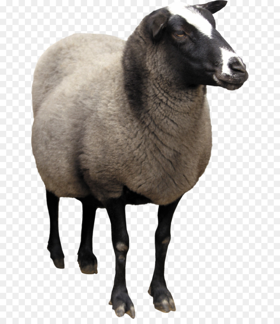 Pelibuey pecore Portable Network Graphics carta da Parati Desktop immagine Digitale Lambavill - campagna