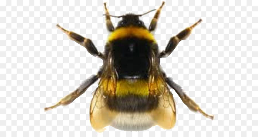 Ong mật Ong Hornet Wasp - con ong