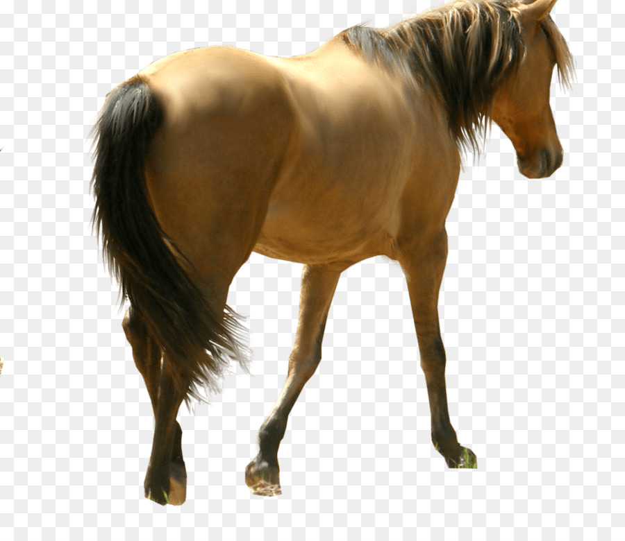 Grafica di rete portatile Mustang Pony Foal Mare - mustang