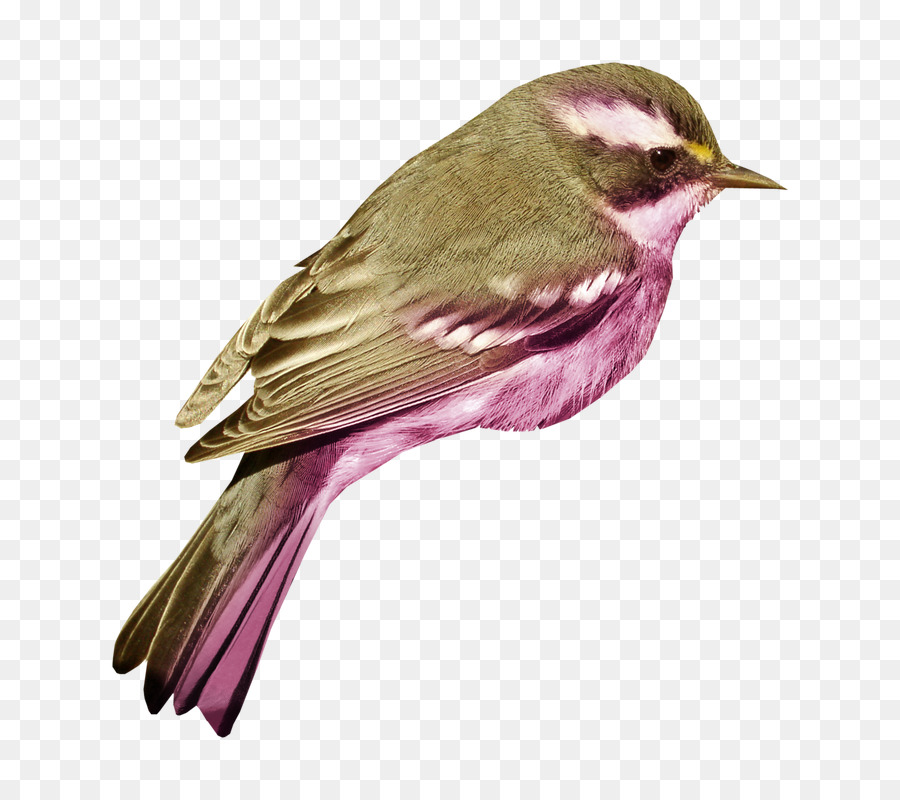 House sparrow-Vogel Clip-art-Portable-Network-Graphics-Bild - Vogel