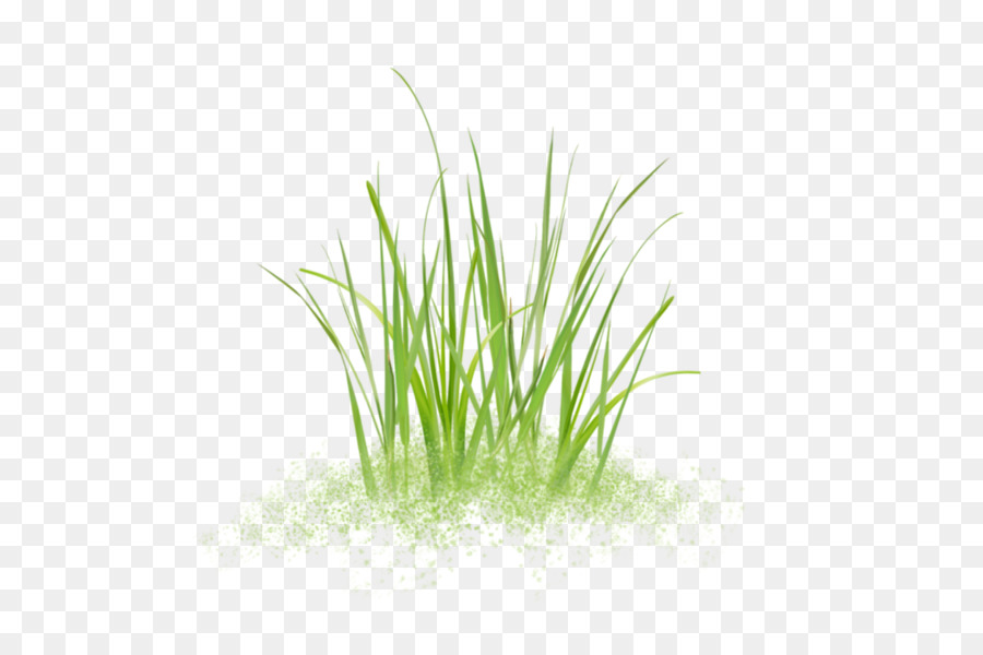 Sweet Grass Vetiver Pflanzen Stinktiere Aquarium - Hohes Gras