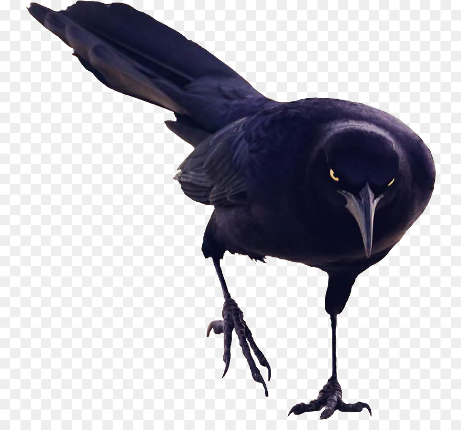 American crow, Rook Bird Botaniker-Paradies aber Neue Caledonian Krähe - Vogel
