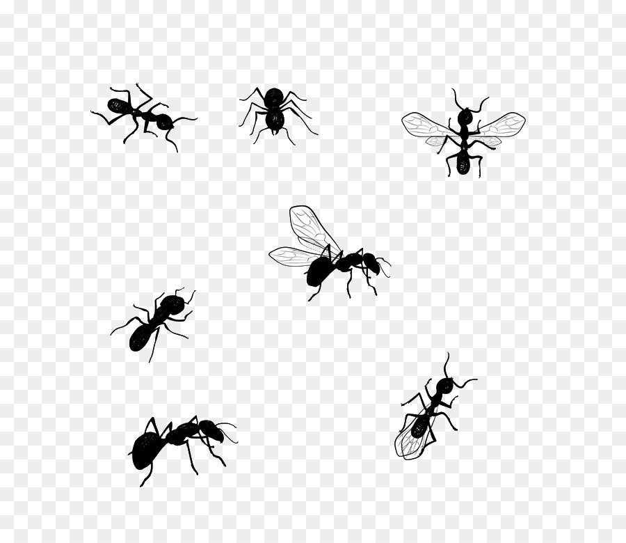 Honey bee grafica Vettoriale Illustrazione Disegno Immagine - formica