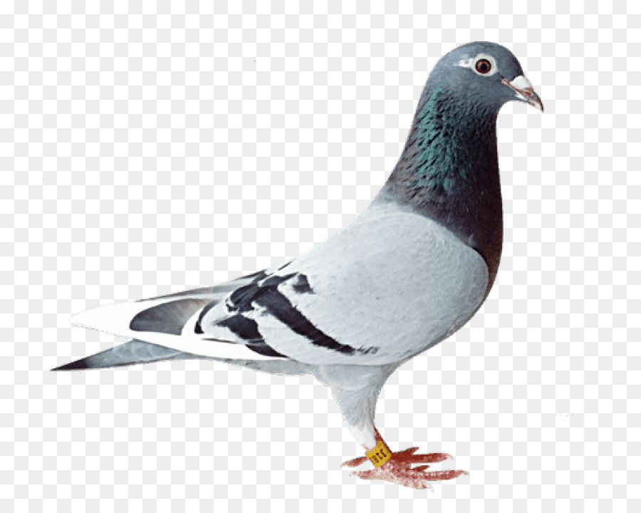 Homing pigeon Racing Omero Piccione viaggiatore Fantasia piccione - uccello