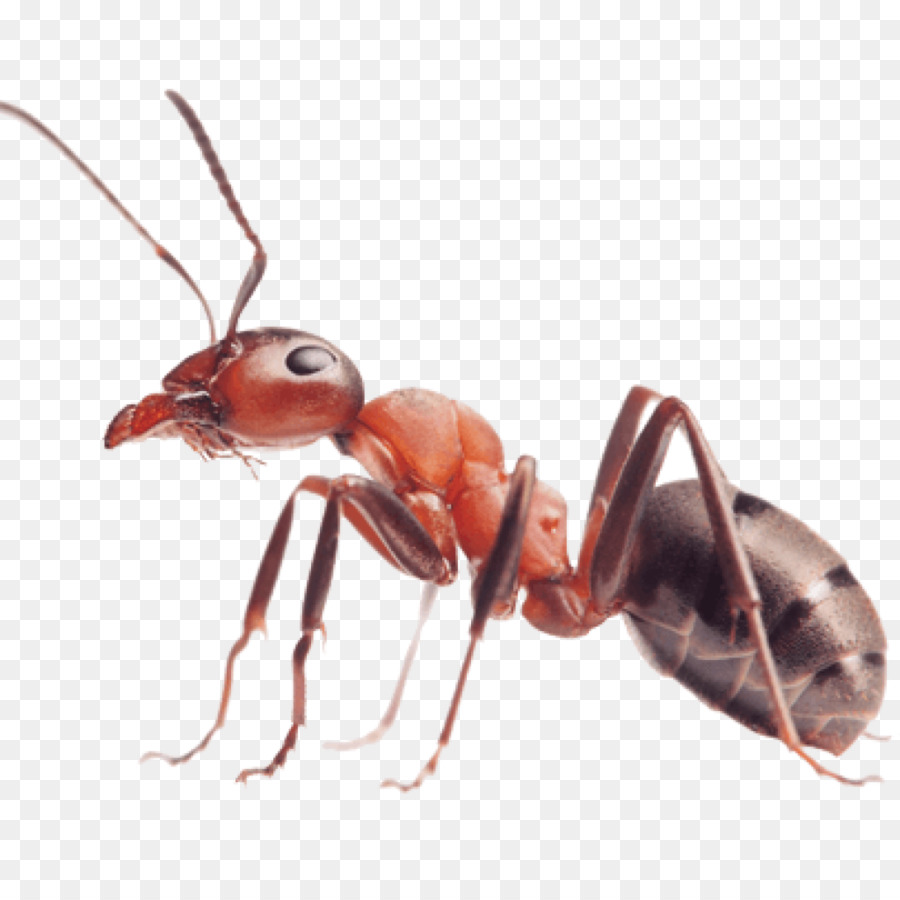 Insetto Myrmicinae Rosso importato formiche del fuoco di Peste Ant colony - insetto