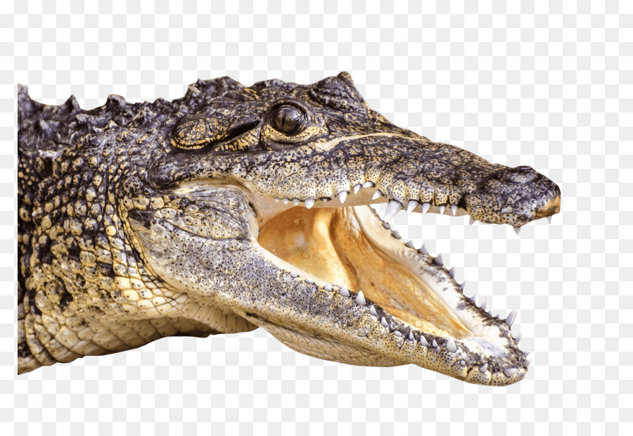 NiL-Krokodil Wütend Wilden Strand Jagd auf alligator-sim-Krokodile amerikanische alligator - Krokodil