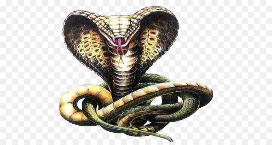 Rắn Ấn độ cobra Vẽ Phác thảo - con rắn hổ mang vẽ png tải về - Miễn phí  trong suốt Loài Bò Sát png Tải về.