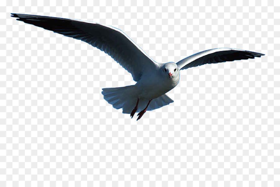 Gabbiani Uccello Portable Network Graphics Scaricare Clip art - uccello