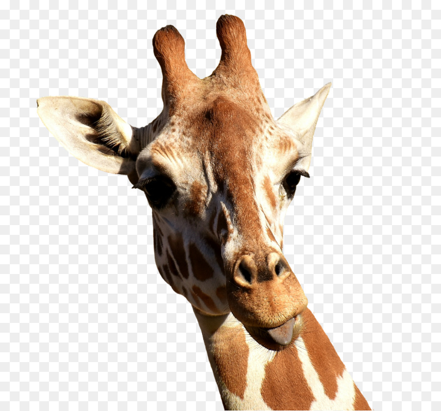 Lamarckism Evolution Bild clipart Video - Giraffe Fotografie