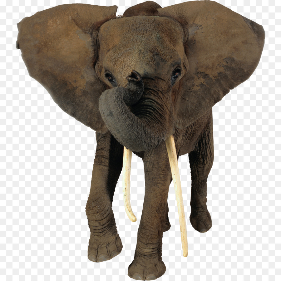 Afrikanischer Elefant Elefanten Portable Network Graphics clipart African forest elephant - Elefanten