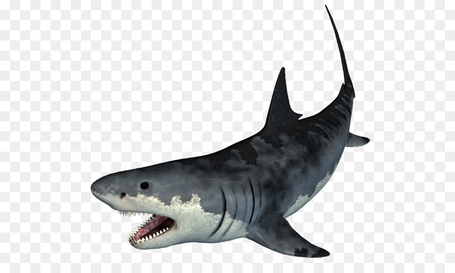 Tiger-Hai-Portable-Network-Graphics-Adobe Photoshop Knorpelige Fische - Hai