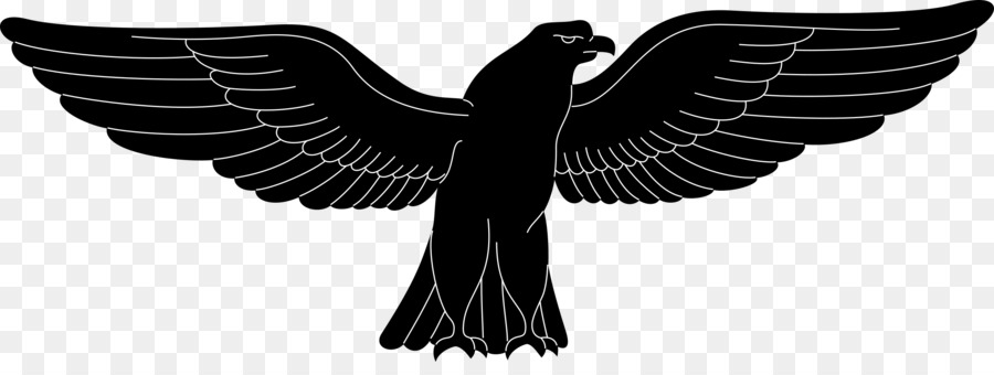 Eagle astore Nero sparviero Uccello - aquila