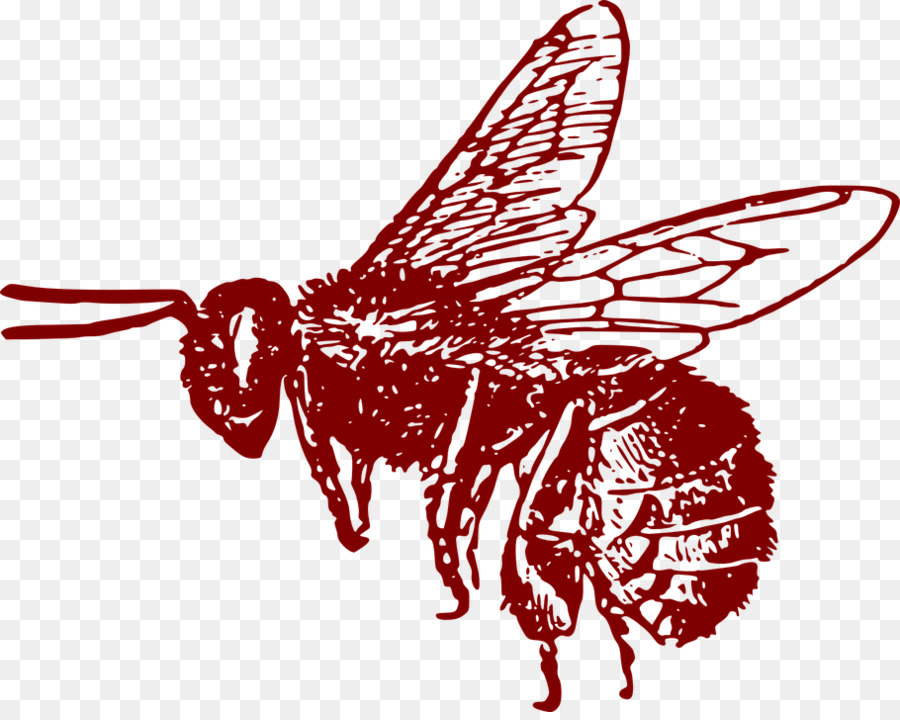 Ong mật phương tây Clip nghệ thuật Western đồ họa Véc tơ - con ong
