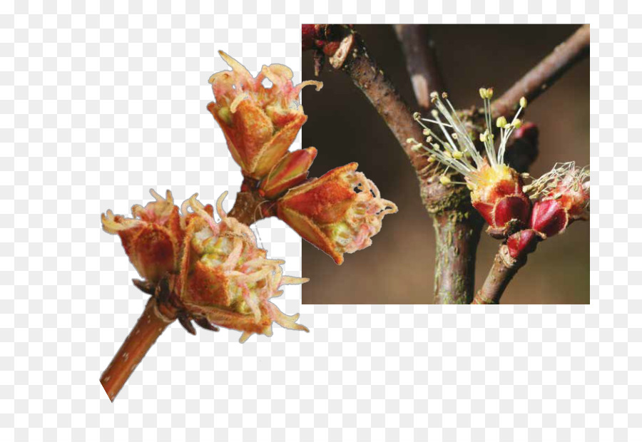 Blume, Baum, Silber-Ahorn-Knospe und Zweig - Blume