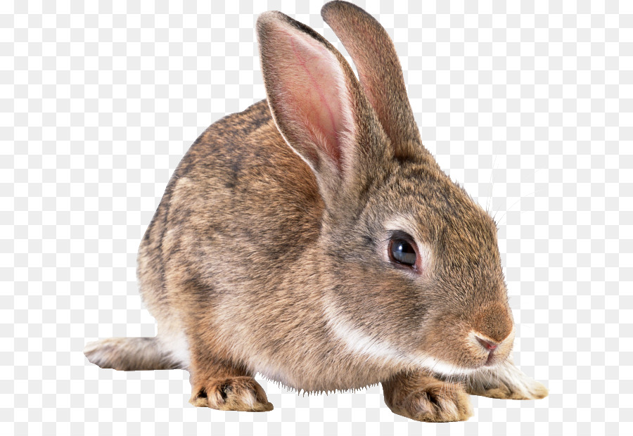Heimische Kaninchen Hase Rasse Hund - Kaninchen