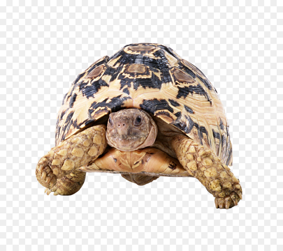 Reptil Schildkröte Red-eared slider Tortoise-Bild - Schildkröte