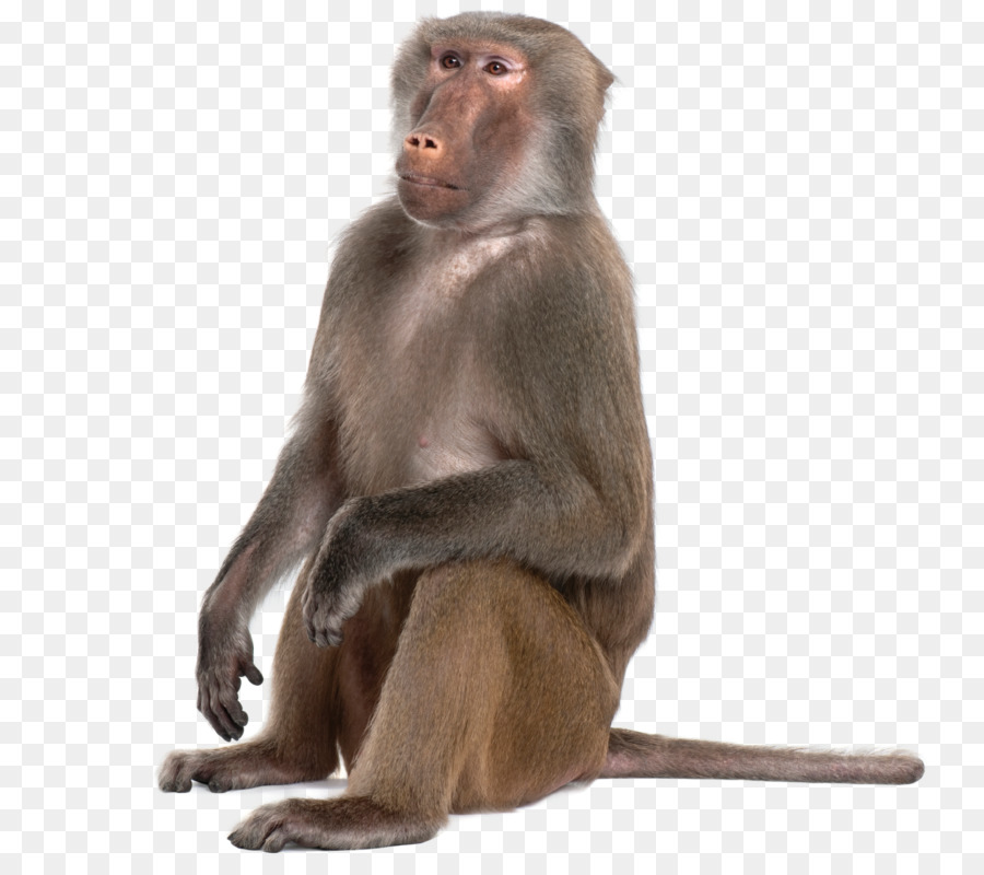 Portable Network Graphics Affe Pavian Mandrill Primaten - Affe