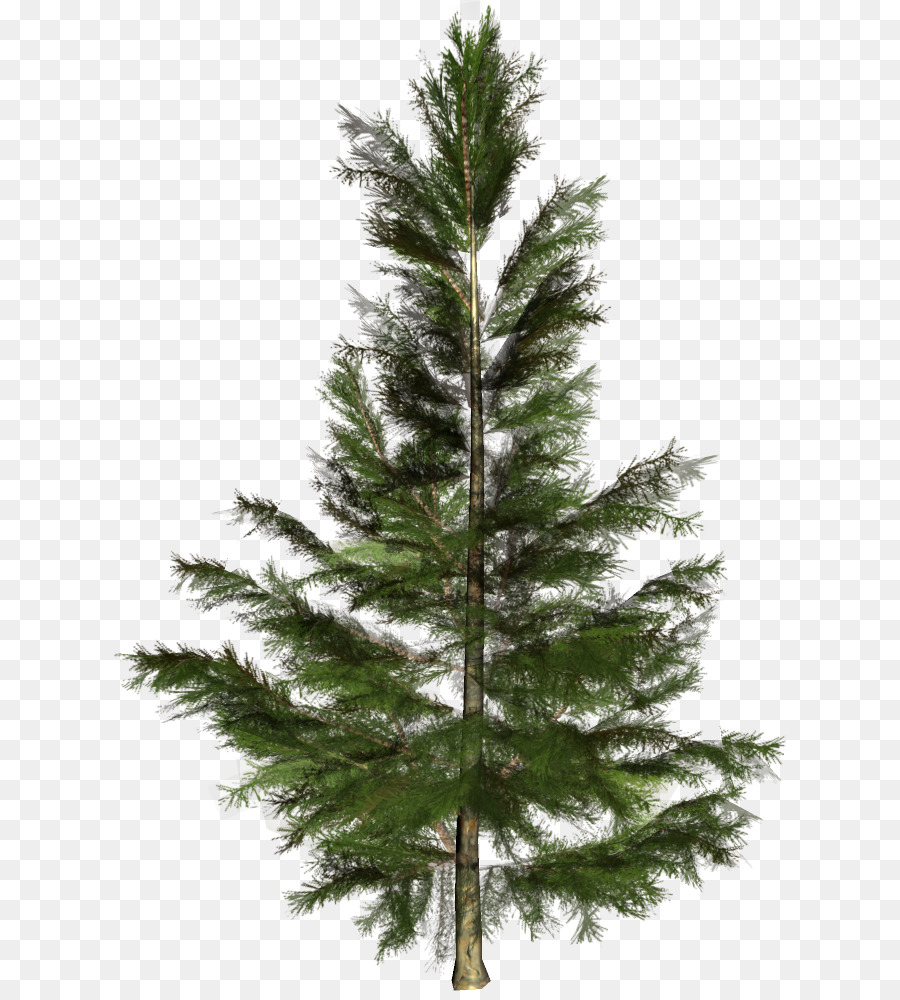 Sam cây Giáng sinh lá kim Nordmann fir - cây giáng sinh