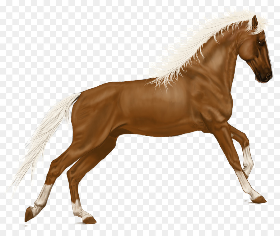 Pferd Pony Portable Network Graphics clipart-Bild - Pferd