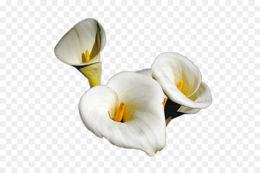 Blume Centerblog Arum-Lilie TinyPic - Blume