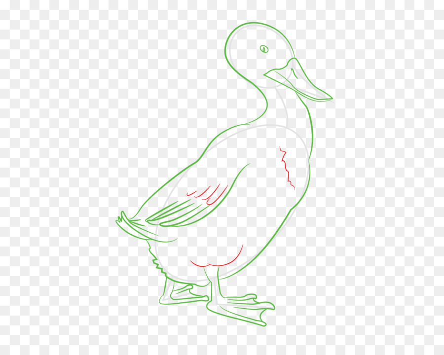 Ente Cygnini Seabird Schnabel Illustration - Ente