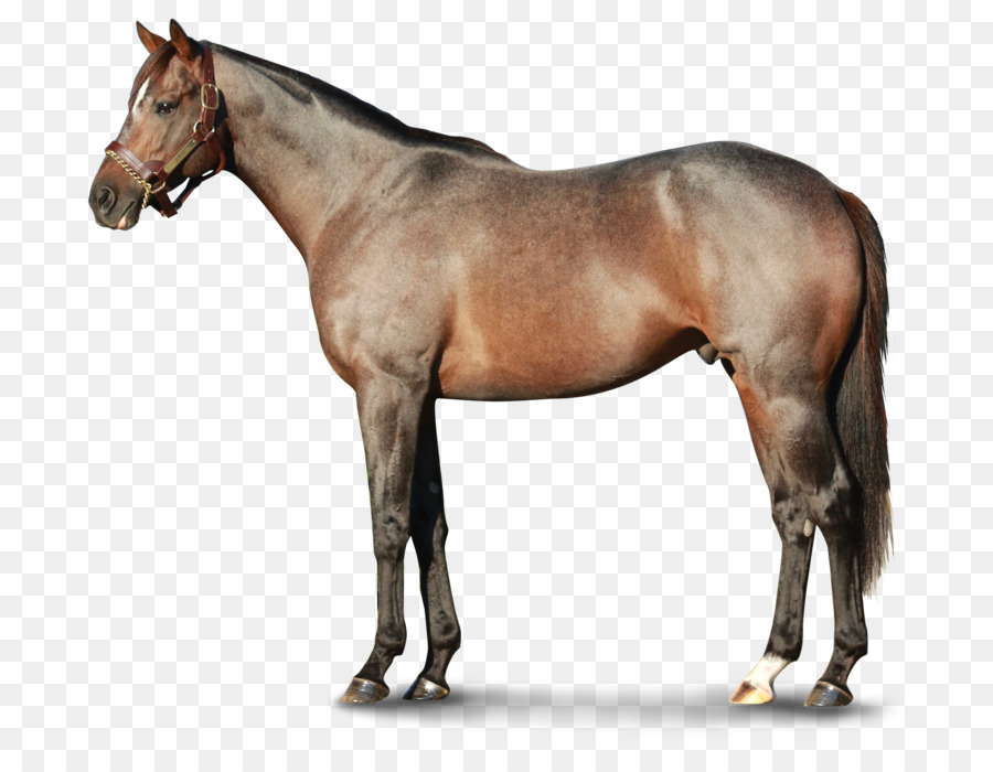 Stallone Mustang Moyle cavallo Pony Narragansett Pacer - mustang