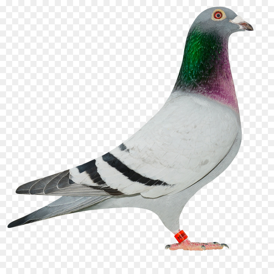 Homing pigeon Columbinae Rock dove Stock dove Vogel - Baby Taube