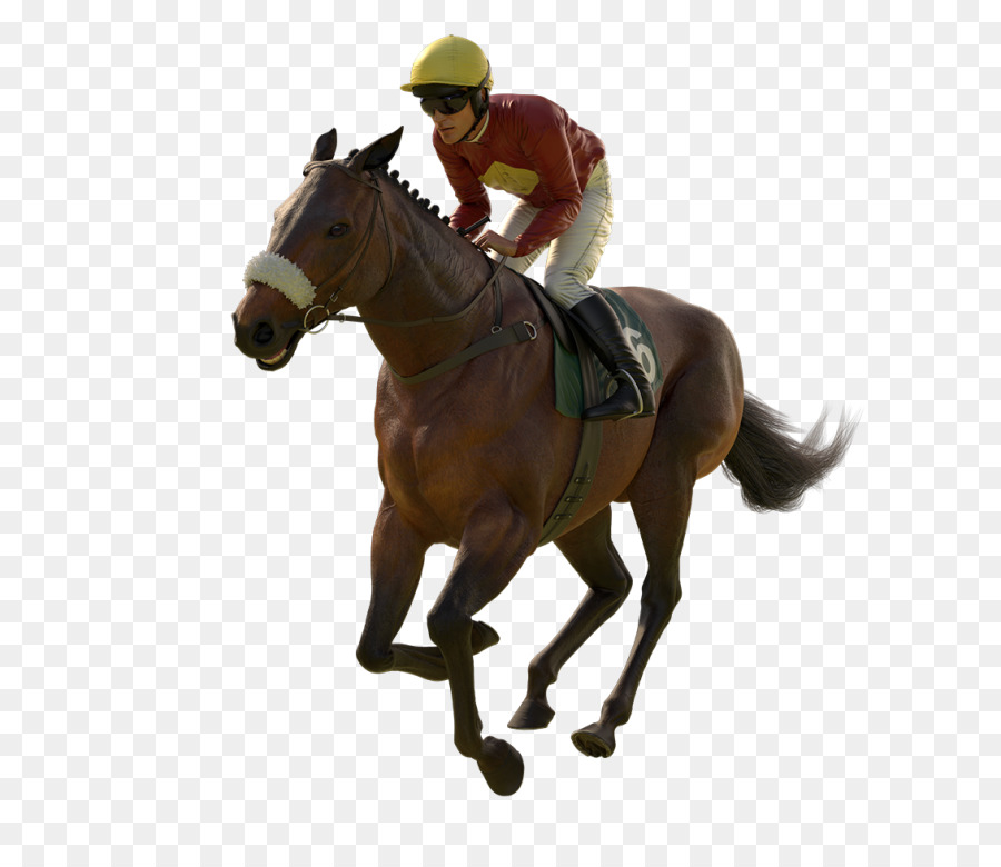 Cavallo Western pleasure Sfogo, Equestre, Caccia, sedile - cavallo