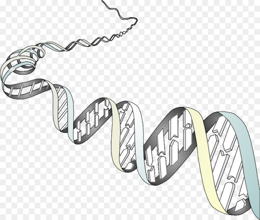 Genetica Organismo Fenotipo Delle Cellule Cromosoma - genetica