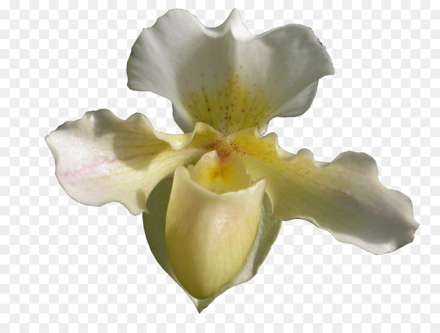 Orchidee donna-pantofola JPEG Portable Network Graphics Clip art - orchidea